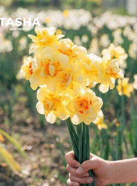 塔莎的花园洋水仙种球地栽进口球根园艺盆栽庭院花卉绿植秋冬开花