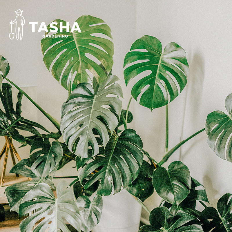 塔莎的花园龟背竹水培土培蔓绿绒绿植内客厅桌面阳台好养易活盆栽,鲜花速递/花卉仿真/绿植园艺,大型绿植/成品组合盆栽,淘宝优惠券,粉丝福利购,淘宝优惠卷