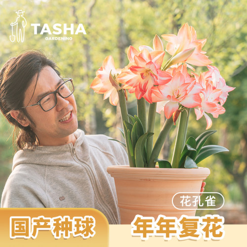 塔莎的花园朱顶红重瓣种球