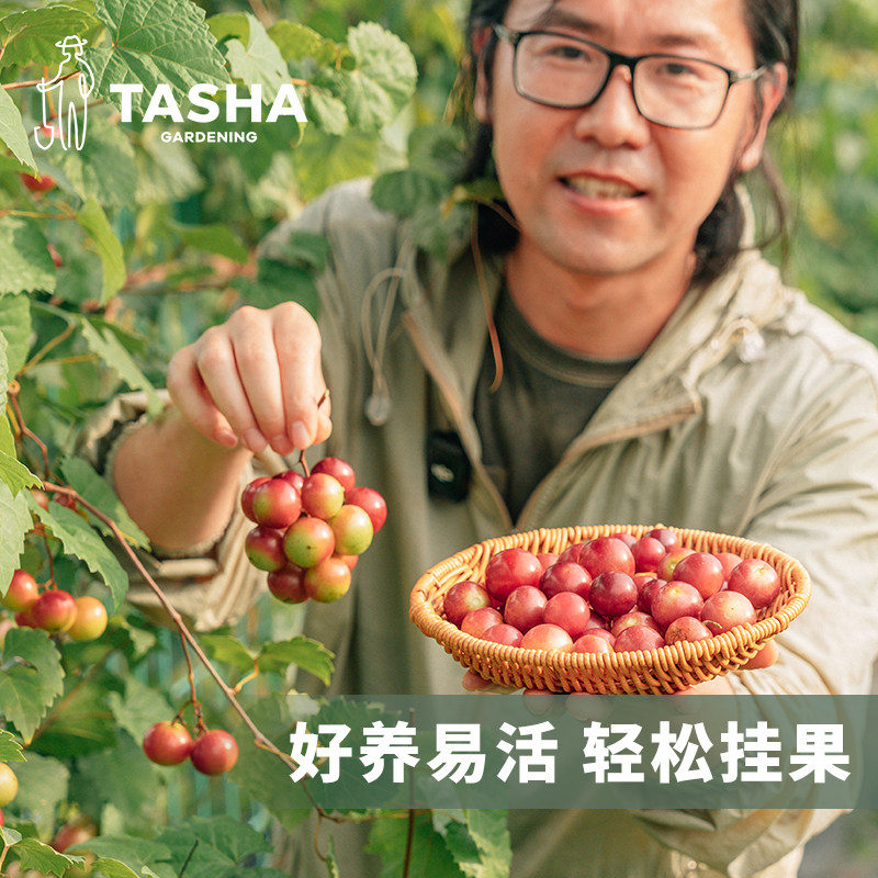 塔莎的花园圆叶葡萄盆栽果树庭院爬藤红宝石微红梅阳台低维护果苗