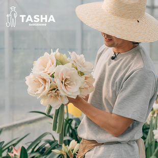 塔莎的花园进口朱顶红现货种球重瓣大球花卉绿植双梦花孔雀阿弗雷