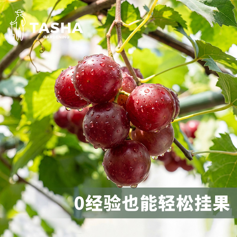 塔莎的花园红宝石葡萄盆栽低维护图片