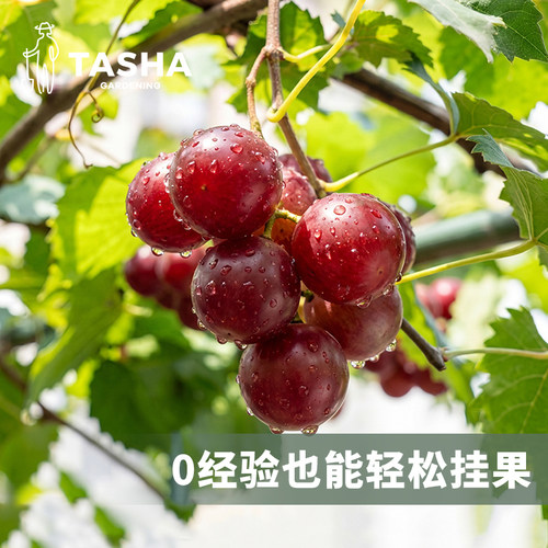 塔莎的花园红宝石葡萄盆栽低维护