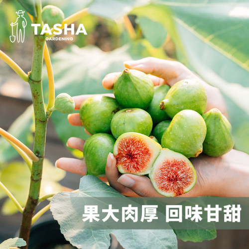 塔莎的花园无花果苗盆栽苗