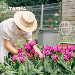 塔莎的花园 姜荷花种球块根植物花卉盆栽耐热庭院地栽种植开花