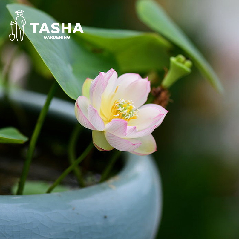 塔莎的花园碗莲水培植物四季观赏莲花微小型苗迷你室内阳台泥土肥