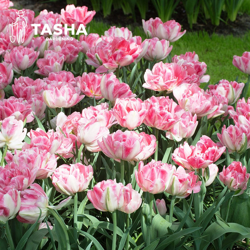 塔莎的花园狐狸舞步郁金香种球进口5度自然重瓣水培粉色重瓣地栽,鲜花速递/花卉仿真/绿植园艺,种球/裸根,淘宝优惠券,粉丝福利购,淘宝优惠卷