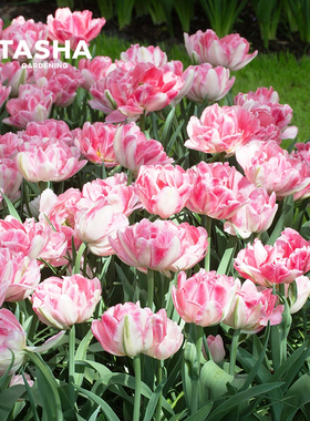 塔莎的花园狐狸舞步郁金香种球进口5度自然重瓣水培粉色重瓣地栽