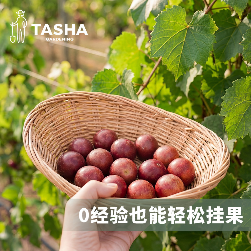 塔莎的花园圆叶葡萄大苗盆栽图片