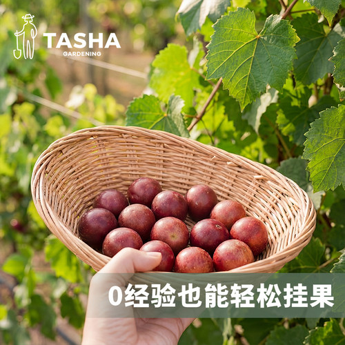 塔莎的花园圆叶葡萄大苗盆栽