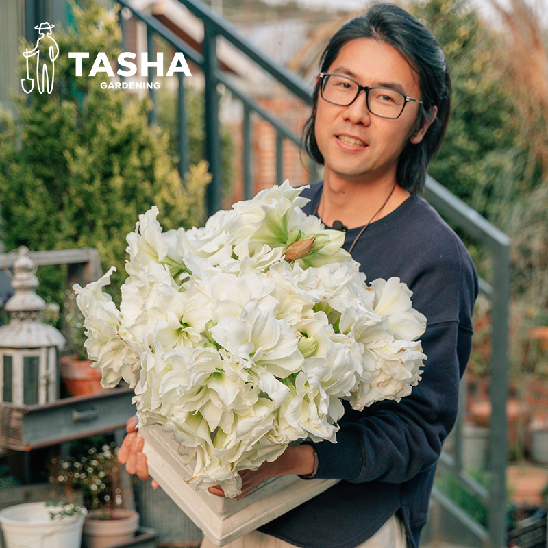 塔莎的花园双梦朱顶红种球重瓣大球盆栽花卉绿植双梦花孔雀阿弗雷