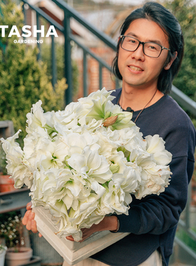 塔莎的花园双梦朱顶红种球重瓣大球盆栽花卉绿植双梦花孔雀阿弗雷