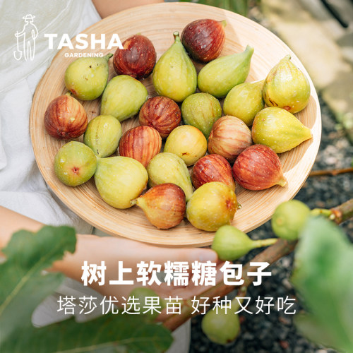 塔莎的花园无花果树苗特大果甜