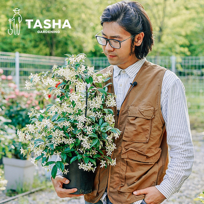 塔莎的花园白色风车茉莉爬藤植物花盆栽四季常青低维护长势快庭院