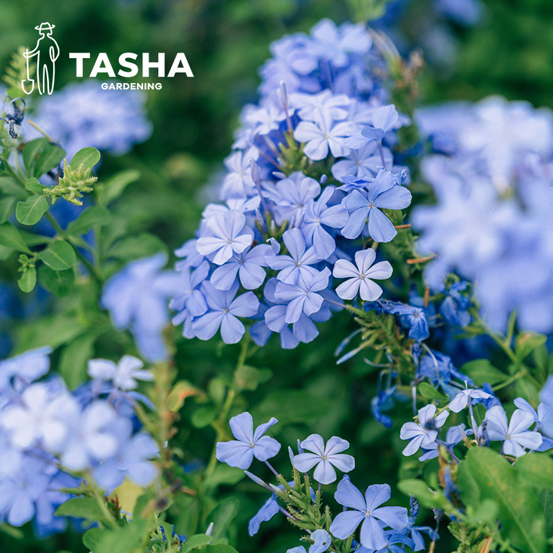 塔莎的花园蓝雪花盆栽小大苗棒棒糖四季夏天开花室内外庭院爆花