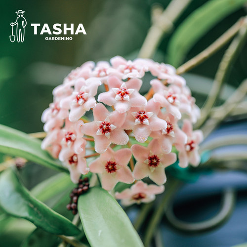 塔莎的花园 精品球兰带银斑球兰复花阳台趣味盆栽攀援爬藤花