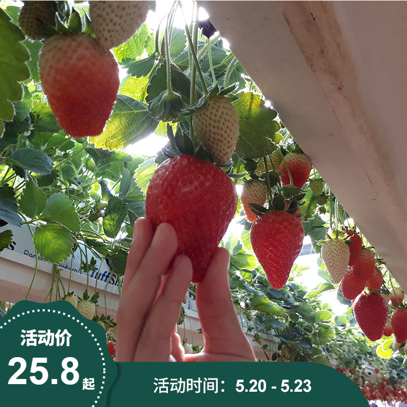 樹的秘密生活