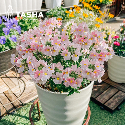 塔莎的花园龙面花蓝粉色双距百可花卉耐寒庭院花园阳台室内外植物