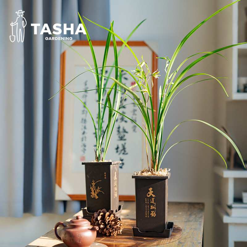 塔莎的花园细叶寒兰客厅书房室内好养高级古典淡香耐阴精品兰花,鲜花速递/花卉仿真/绿植园艺,国兰/杂交兰/洋兰类,淘宝优惠券,粉丝福利购,淘宝优惠卷
