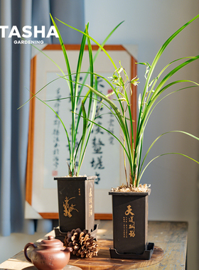 塔莎的花园细叶寒兰客厅书房室内好养高级古典淡香耐阴精品兰花