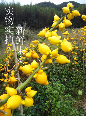 黄金果五指茄观赏盆栽五代同堂果