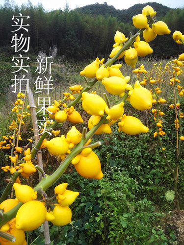 黄金果五指茄观赏盆栽五代同堂果