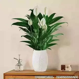 白掌盆栽易活风顺水土培植物室内桌面绿植