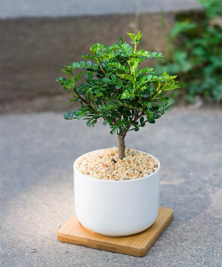mini胡椒木 清香ins风小盆栽北欧简约绿植办公室内桌面净化空气微在类目 鲜花速递/花卉仿真/绿植园艺, 花卉/绿植盆栽（新）, 绿植中 - 来自Buy2taobao.com提供专业的淘宝代购服务
