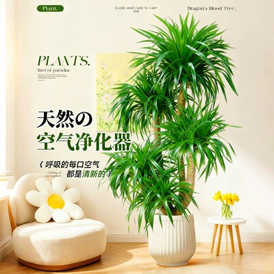 龙血树客厅绿植旺宅室内阳台落地大型植物正宗多头高级好养大盆栽