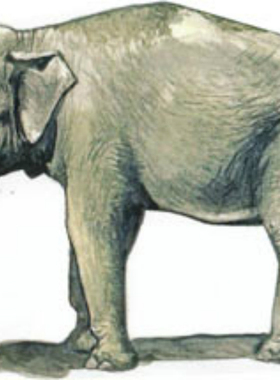 异斯模型树脂GK1/48亚洲大象动物白模手办模型A24