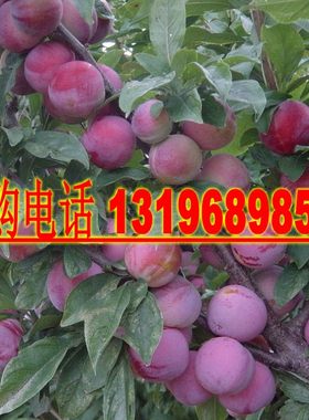 新采收红叶李 紫叶稠李种子 三华李树种 欧李果树种 李子