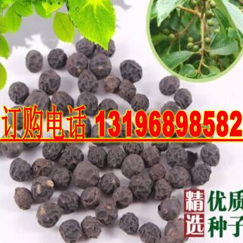 新采朴树种子小叶朴树籽大叶朴树沙朴净种子珊瑚朴红皮朴树籽林木