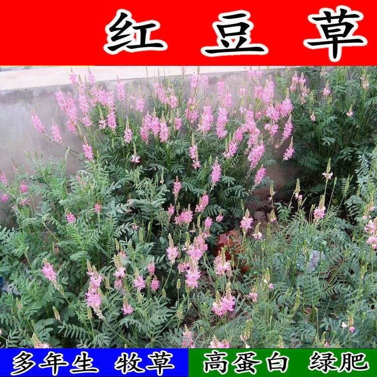 红豆种子驴食牧草林田果园景观