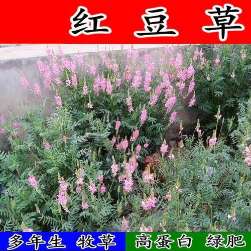 红豆种子驴食牧草林田果园景观