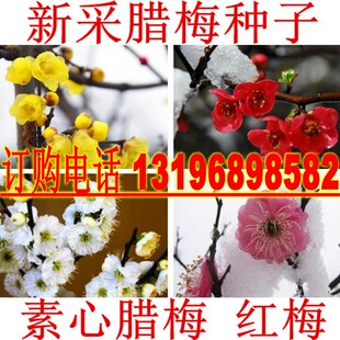 腊梅种子 素黄心腊梅树种子狗牙梅榆叶梅珍珠梅乌梅树 红梅花种子