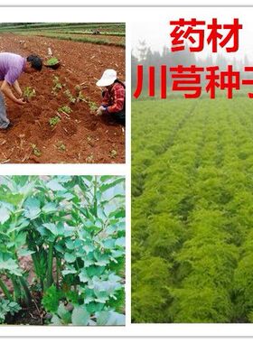 特产川芎菜 野生中药材种子 穹野生老川芎 种子川芎种子活川芎子