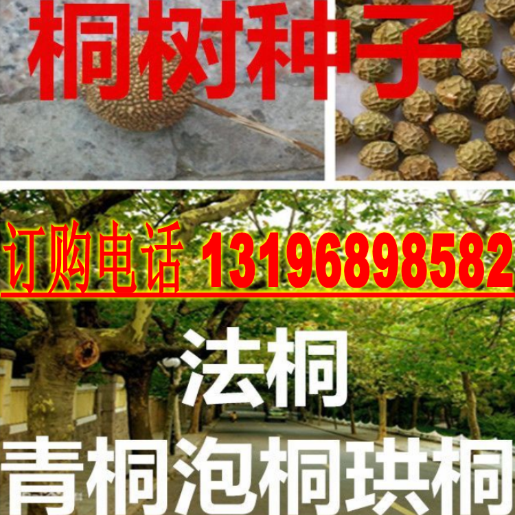 法国珙桐林木种子