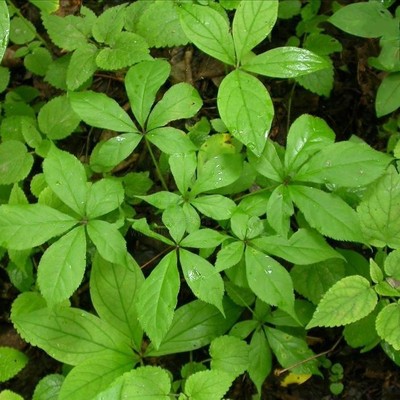 中药材种籽刺五加拐棒老虎