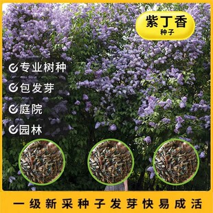 紫丁香种子 丁香树种子耐寒树种 白丁香小叶暴马丁香花种子花卉