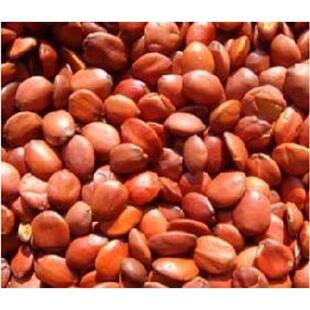 新采酸枣种子净籽南酸枣仁种子 酸枣核种子 枣子种子  枣树种籽