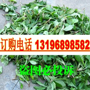 野生马兰头种子  食用野菜四季播种易种鸡儿菜阳台盆栽包邮