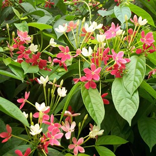 使君子种子舀求子四君子爬藤植物阳台盆栽攀爬花卉药材史君子种籽