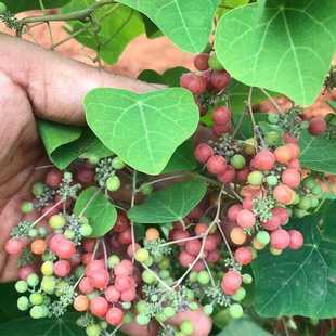 野生正宗粉防己种子土木香干籽千金藤汉防己地苦胆金线吊葫芦种籽