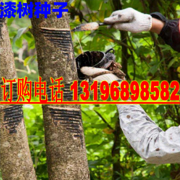 高产漆树种子原生油漆树种子列加氏金大小野生木漆树种子山漆植苜