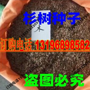 云杉种子 杉木种子 刺杉 水杉种子 沙杉 银杉 松杉 柳杉 铁杉种籽