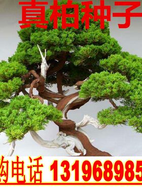 真柏种子新采松柏树种子真柏造型树种籽真柏籽真柏种籽盆景树种子