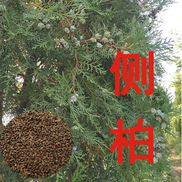 侧柏种子包邮黄柏扁柏扁桧香柯树园林绿化观赏树苗墓地松树苗种子