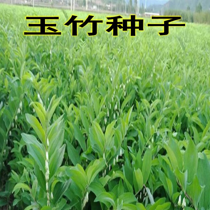 药材玉竹种子 萎地管子尾参铃铛菜 药食同源滋补 黄精玉竹种子图片