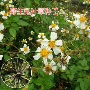 野生中草药三叶鬼针草种子春秋种植易种药用植物药材种子粘人草种