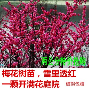 嫁接梅花树苗红梅腊梅绿梅树桩盆景美人梅榆叶梅苗庭院盆栽梅花苗